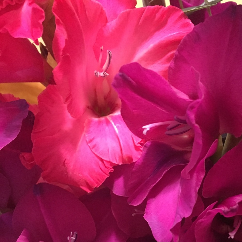 Meet your Posher, Janie