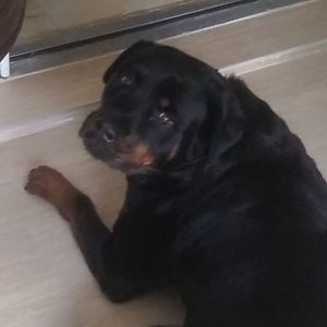 Meet your Posher, Sandy