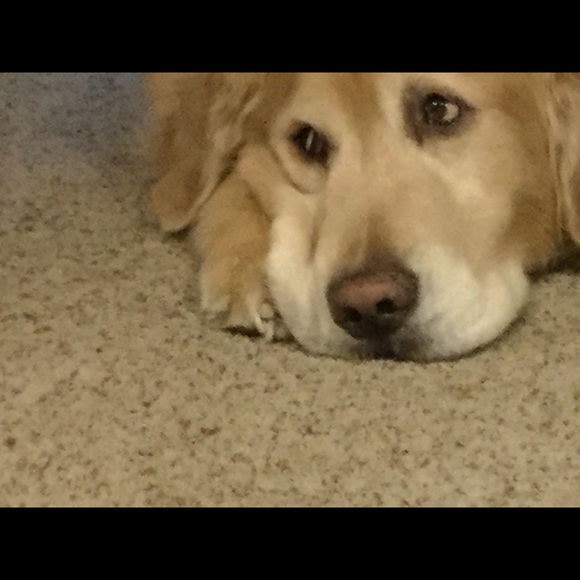 Meet your Posher, Laura - Picture 1 of 1