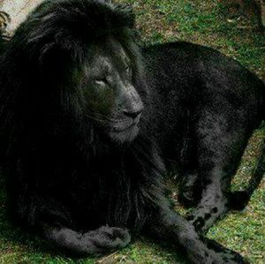 Meet your Posher, Alonzo