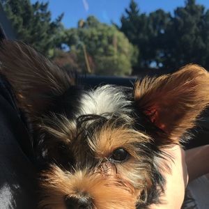 Meet your Posher, Anna