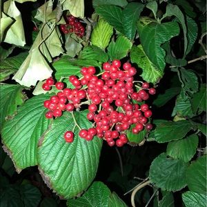 Meet your Posher, Rozie