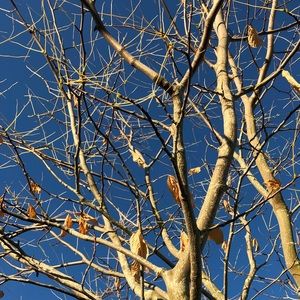 Meet your Posher, Daying