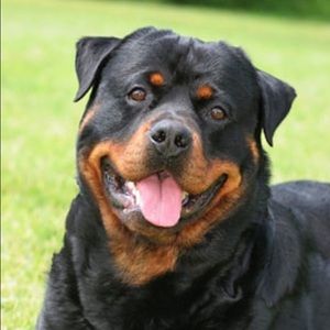 Meet your Posher, Cody