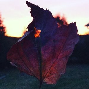 Meet your Posher, Annie