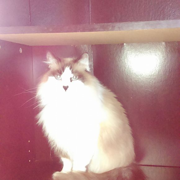 Meet your Posher, Yvonne - Picture 1 of 1