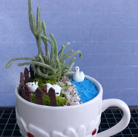 Succulents in a cup - Picture 1 of 4