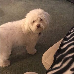 Meet your Posher, Bree