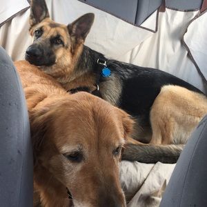 Meet your Posher, Yuanyuan