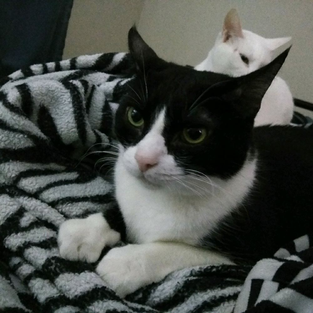 Meet your Posher, Stacy