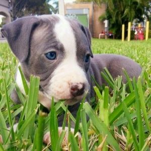 Meet your Posher, Devaughn