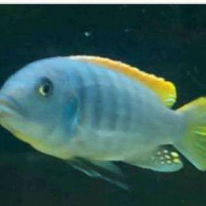 Meet your Posher, Mizz