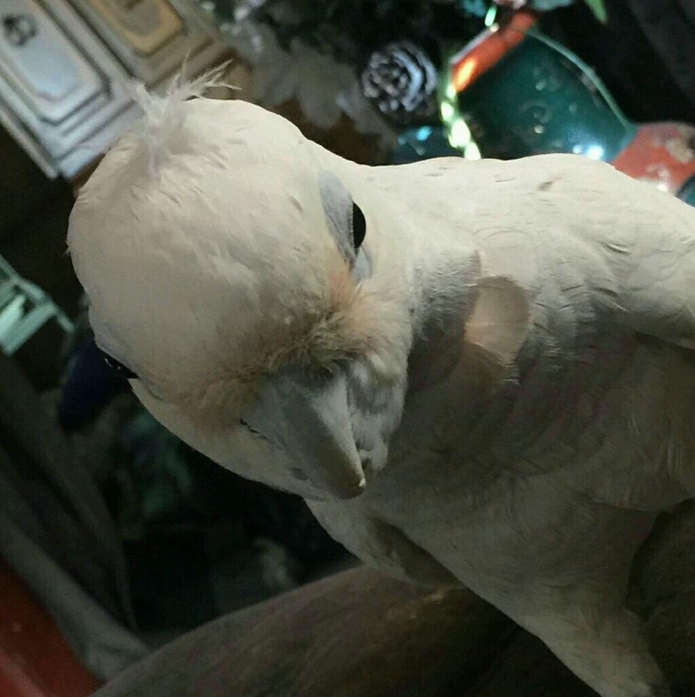 Meet your Posher, Ethel