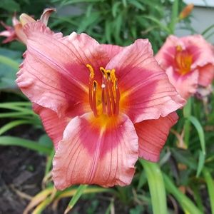 Meet your Posher, Judy