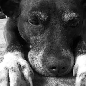 Meet your Posher, Mia