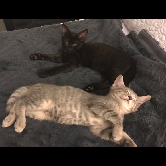 Meet your Posher, Leah - Picture 6 of 7