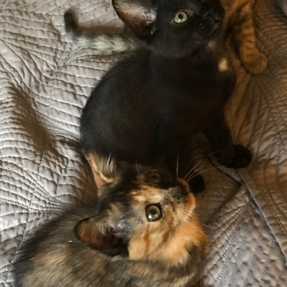 Meet your Posher, Leah - Picture 7 of 7