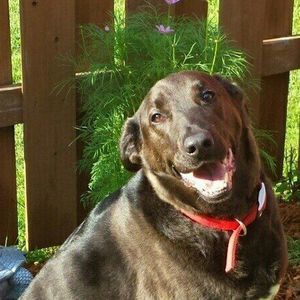 Meet your Posher, Lucas