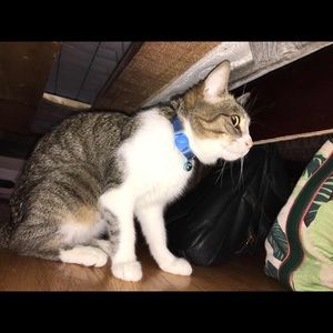 Meet your Posher, Dolma