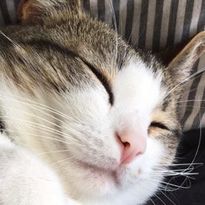 Meet your Posher, Estelle