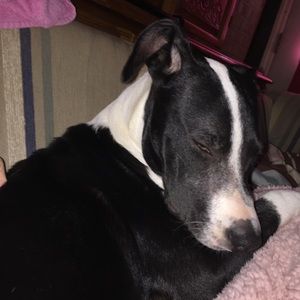 Meet your Posher, Harley