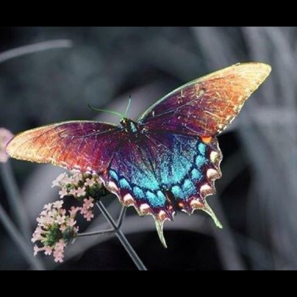 Meet your Posher, Laura