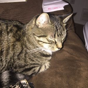 Meet your Posher, Mackenzie