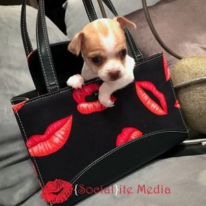 Kate Spade Handbag