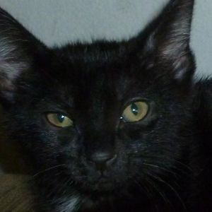 Meet your Posher, Thomas