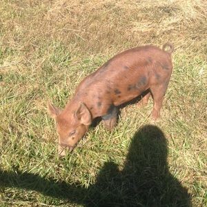 Meet your Posher, Audrey