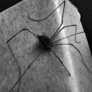 Meet your Posher, Jelani