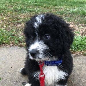 Meet your Posher, Todd