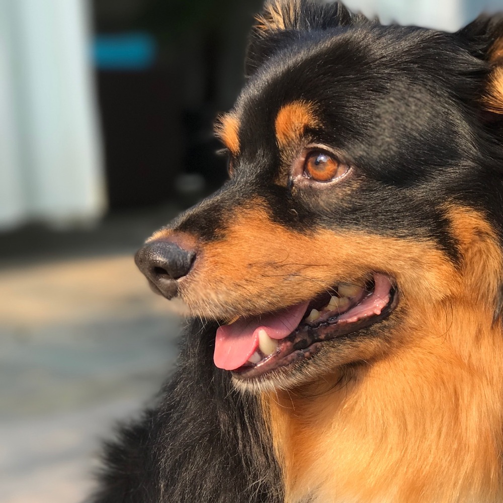 Meet your Posher, Diana