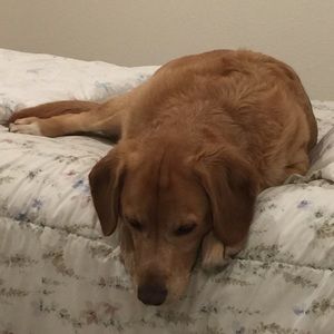 Meet your Posher, Naomi