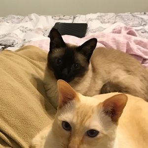 Meet your Posher, Lisa