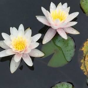 Meet your Posher, Connie