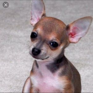 Meet your Posher, Kirk