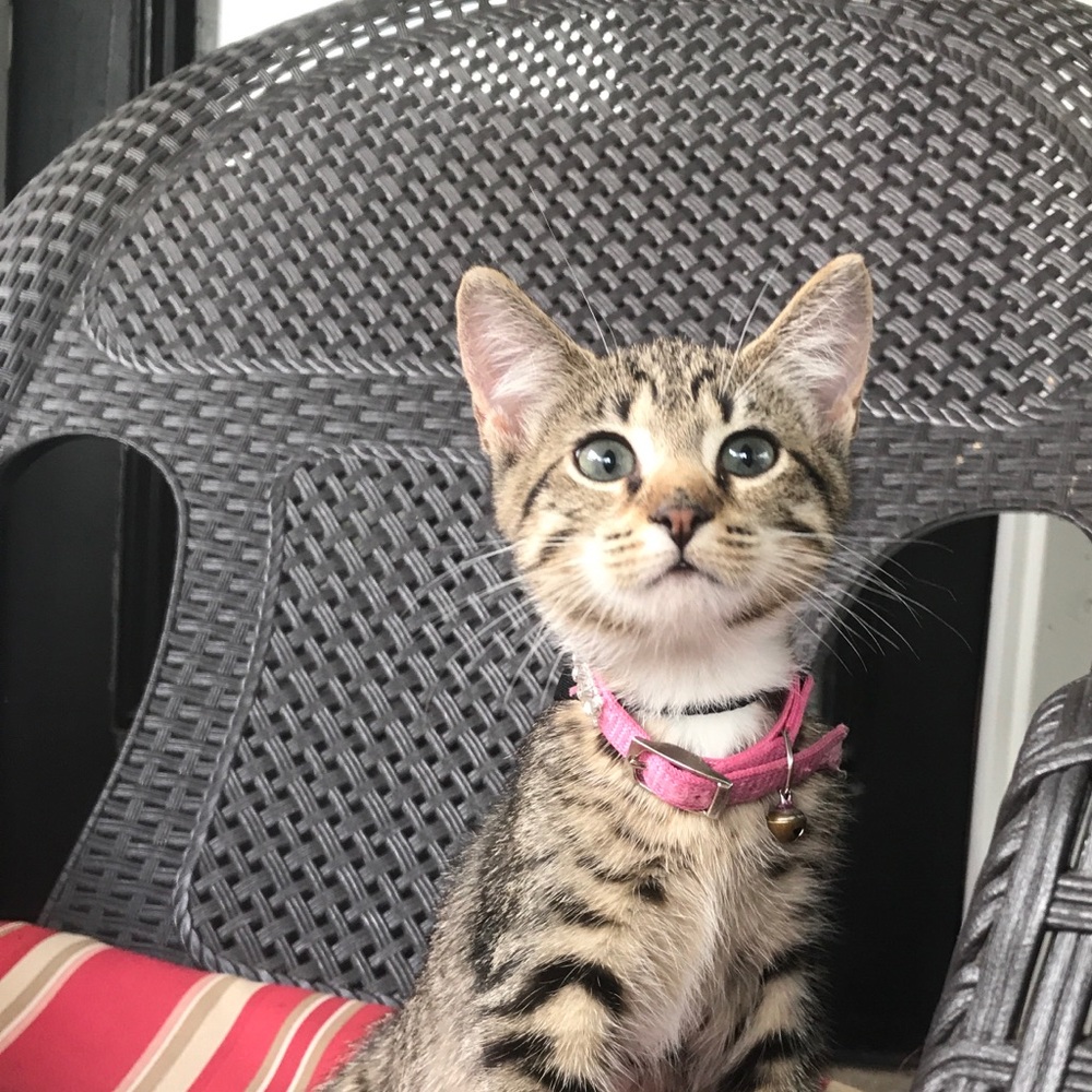 Meet your Posher, Shana