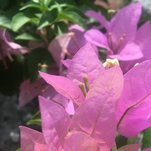 Meet your Posher, Isabella