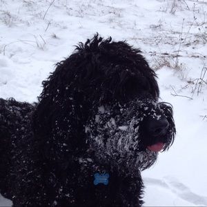 Meet your Posher, Maggie