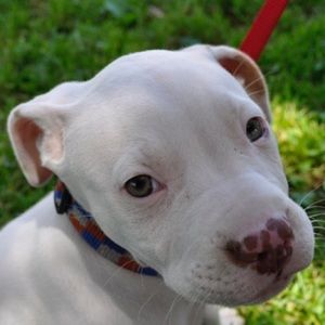 Meet your Posher, Kane