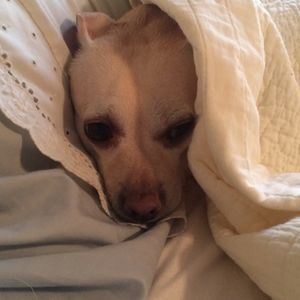 Meet your Posher, Donna