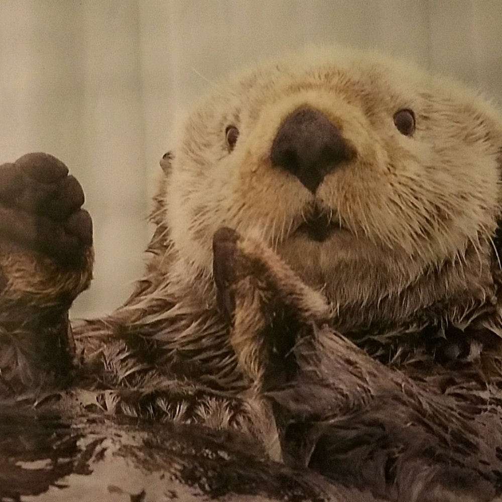 Meet your Posher, Dylan