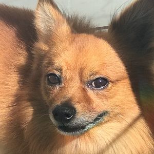 Meet your Posher, Ronnie