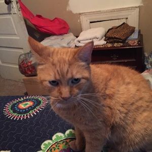 Meet your Posher, Bonnie