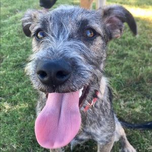 Meet your Posher, Brady