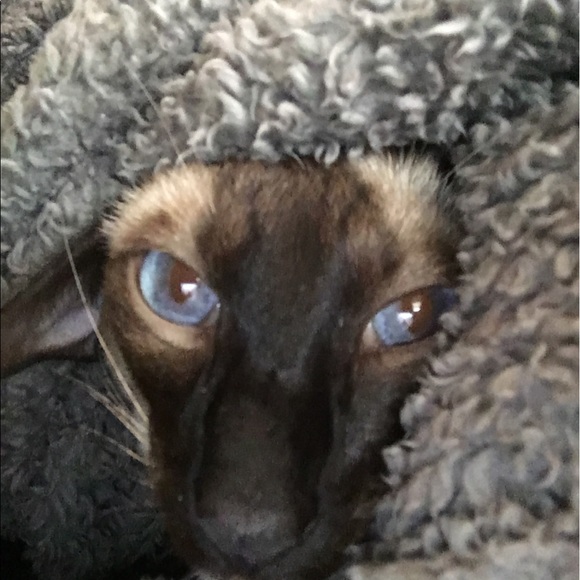 Meet your Posher, Meg - Picture 1 of 1