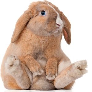 Meet your Posher, Isabella