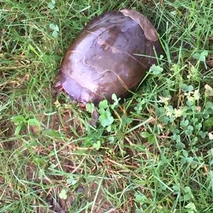 Meet your Posher, Rod