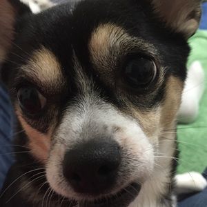 Meet your Posher, Wanda